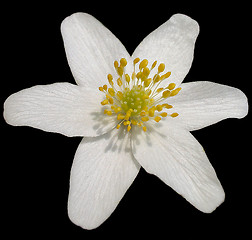 Image showing White flower