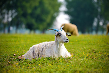 Image showing Goat