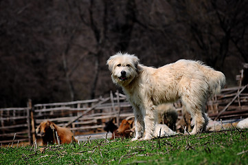 Image showing White dog guarding sheep