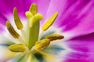 Image showing Macro flower