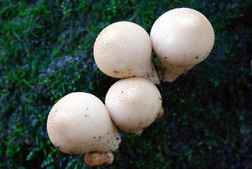 Image showing Four mushrooms.