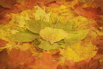 Image showing retro composition from autumn leaves