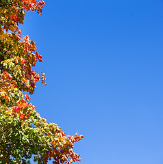 Image showing colorful autumn leaves on tree against blue sky