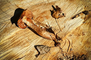 Image showing Autumn mushroom over wooden background