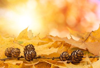 Image showing pine cones background with boked