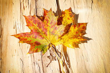 Image showing Autumn Leaves over wooden background