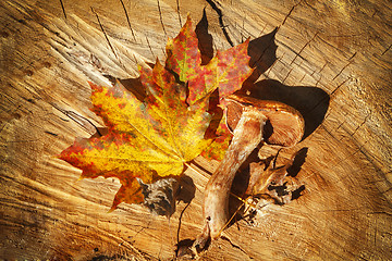 Image showing Autumn Leaves and mushroom over wooden background