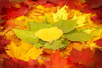 Image showing Color composition from autumn leaves