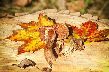 Image showing Autumn Leaves and mushroom over wooden background