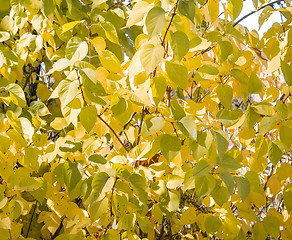 Image showing Sunlight goes through autumn green and yellow leaves