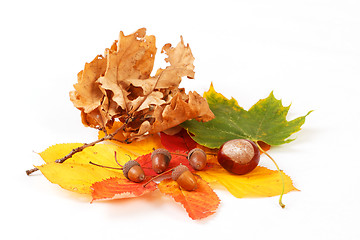 Image showing colorful autumn leaves chestnuts and acorn on white