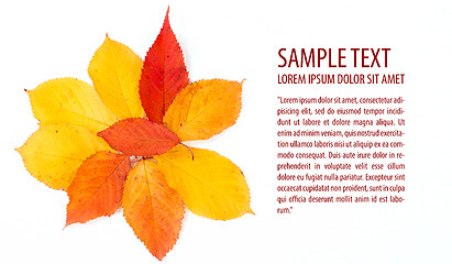 Image showing autumn leaf text template on white background