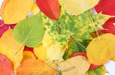 Image showing Color composition from autumn leaves