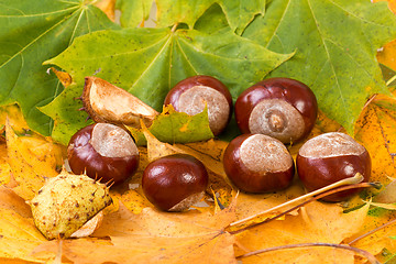 Image showing colorful autumn leaves and chestnuts