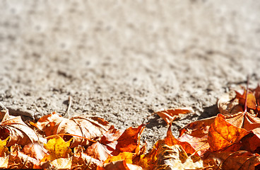 Image showing dry autumn leaves background