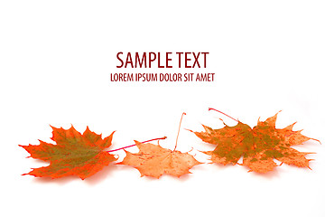 Image showing autumn maple leaf on white background