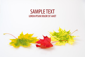 Image showing autumn maple leaf on white background