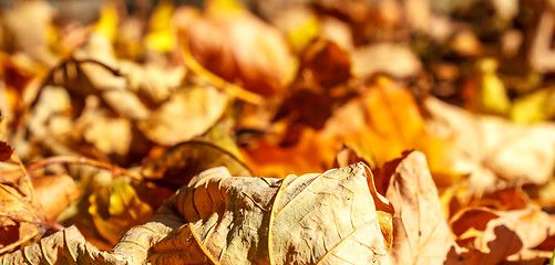 Image showing dry autumn leaves background