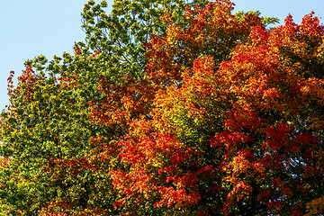Image showing colorful autumn leaves on tree in park