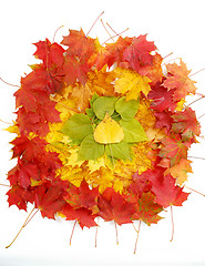 Image showing Color composition from autumn leaves