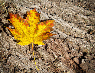 Image showing Autumn Leaves over wooden background