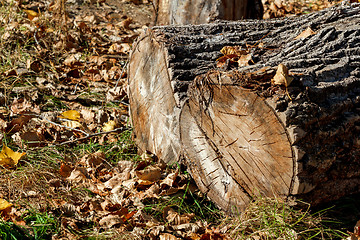 Image showing block of wood and autumn foliage