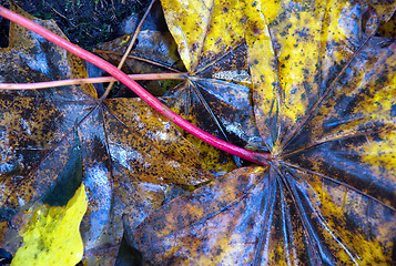 Image showing Leaves on the ground.