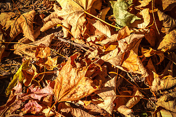 Image showing dry autumn leaves background