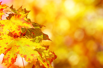 Image showing autumn background with boked