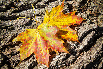 Image showing Autumn Leaves over wooden background