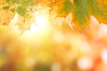 Image showing autumn maple leave background with boked
