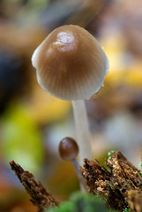 Image showing A tiny mushroom.