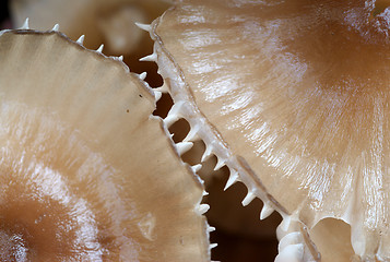 Image showing Mushroom details