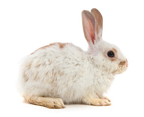 Image showing White small rabbit