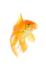 Image showing Goldfish