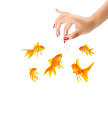 Image showing Woman feeding goldfishes