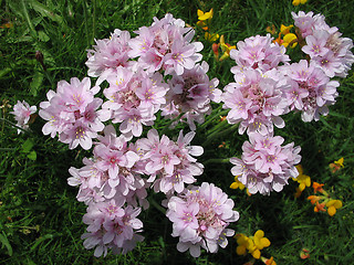 Image showing Pink flowers