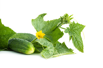 Image showing The cucumber white flowers 