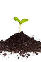 Image showing Heap dirt with a green plant sprout isolated