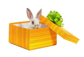 Image showing The rabbit in the yellow box