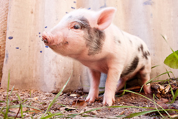 Image showing Close-up of a cute muddy piglet running around outdoors on the f