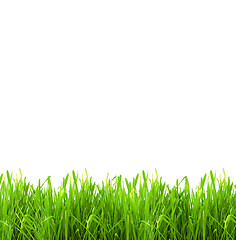 Image showing Isolated green grass