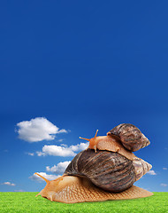 Image showing Two brown snail