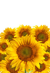Image showing The beautiful sunflower