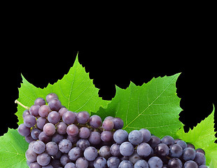 Image showing Grape