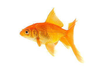 Image showing Goldfish