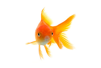 Image showing Goldfish