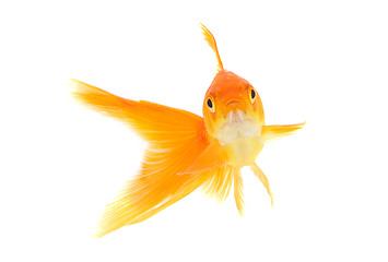 Image showing Goldfish