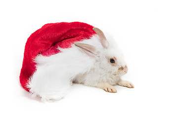 Image showing Rabbit and red hat