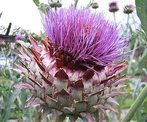 Image showing Pink thistle